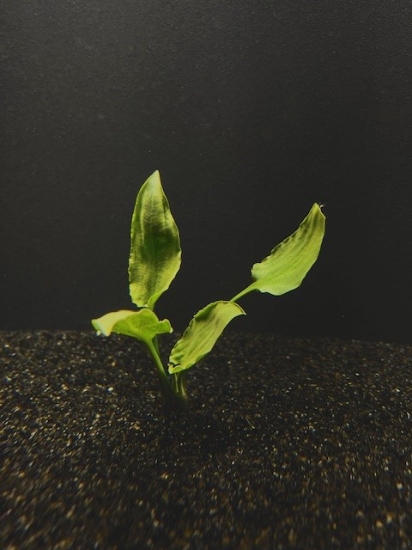 Picture of CRYPTOCORYNE: PONTEDERIIFOLIA SM 