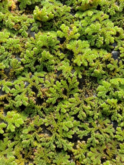 Picture of SURFACE VARIATES: BY POUND - AZOLLA 1/4IB (NO. CANADA)