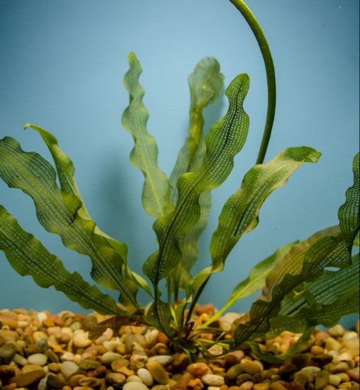 Picture of APONOGETON-FANCY: MADAGASCAR LACE, MEDIUM