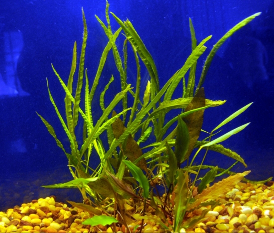 Picture of CRYPTOCORYNE: ASST CRYPTOCORYNE LARGE