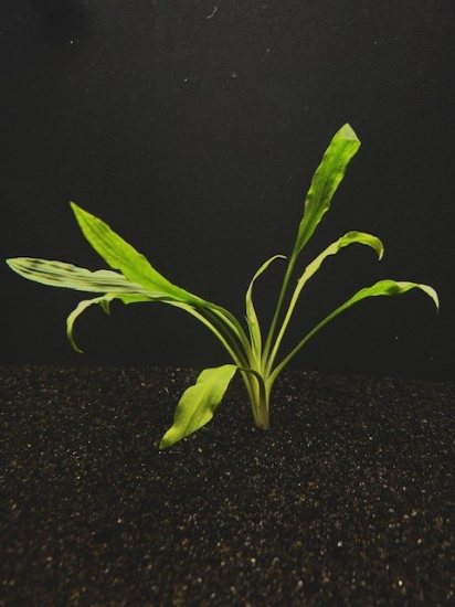 Picture of CRYPTOCORYNE: COSTATA XL