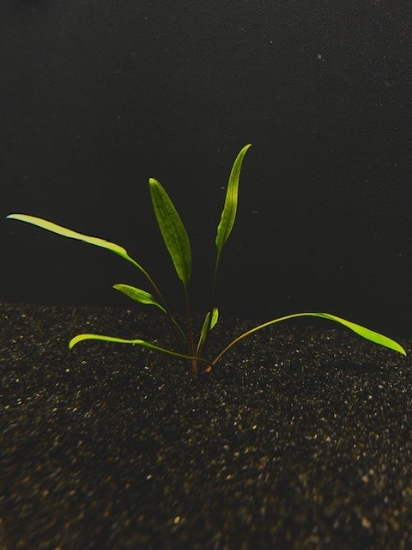 Picture of CRYPTOCORYNE: LUCENS SMALL