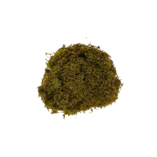 Picture of PLANT - CHRISTMAS MOSS PORTION