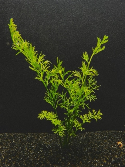 Picture of FERN: WATER SPRITE (LACE LEAF) MEDIUM (NO. CANADA)