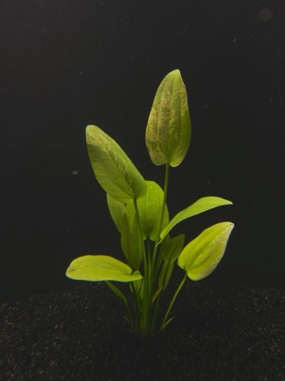 Picture of SWORD: MARBLE QUEEN LG 