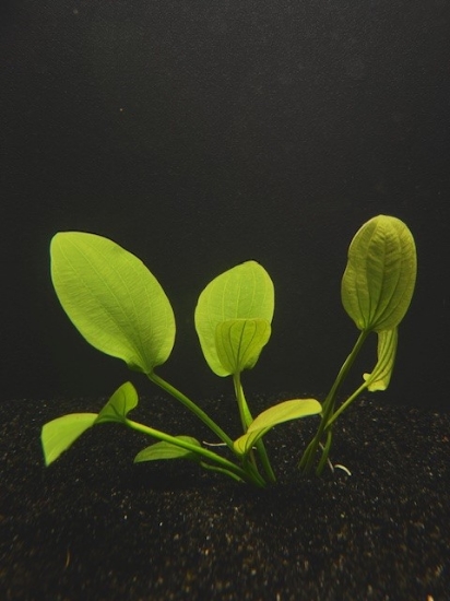 Picture of SWORD: RADICAN MEDIUM