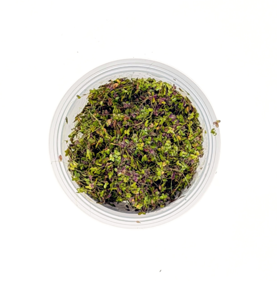 Picture of SURFACE VARIATES: BY POUND - AMAZON FROGBIT 1/2IB  