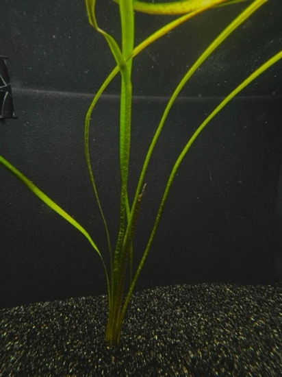 Picture of VALLISNERIA: JUNGLE BUNCHED