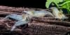 Picture of SHRIMP: SNOWBALL