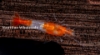 Picture of SHRIMP: RILI ORANGE