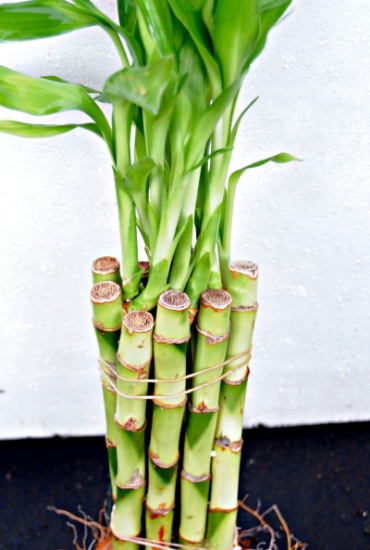 Picture of BOG PLANTS-BAREROOT: LUCKY BAMBOO STRAIGHT