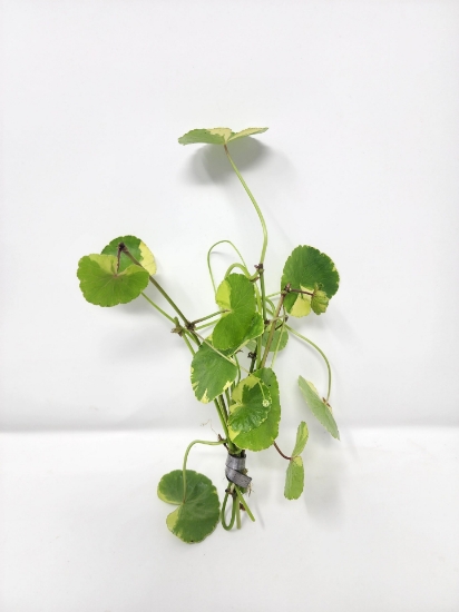 Picture of LEADED BUNCHES: PENNYWORT, VERIEGATED