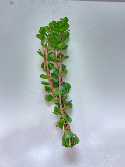 Picture of LEADED BUNCHES: ROTALA ORANGE JUICE