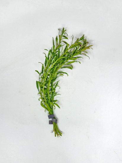 Picture of LEADED BUNCHES: ROTALA RED CROSS