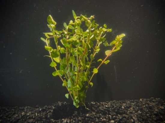 Picture of LEADED BUNCHES: ROTALA RED
