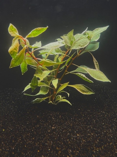 Picture of LEADED BUNCHES: LUDWIGIA WHITE