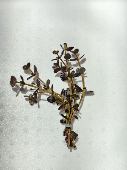 Picture of LEADED BUNCHES: BACOPA, PURPLE