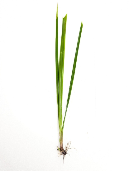 Picture of MISCELLANEOUS: CYPRUS HELFERI