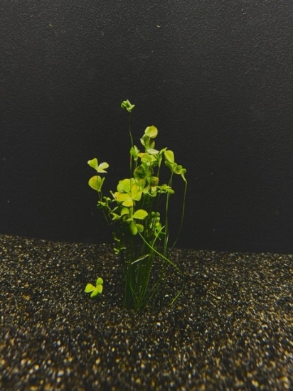 Picture of MISCELLANEOUS: FOUR LEAF CLOVER DWARF