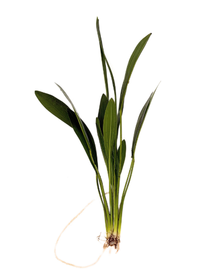 Picture of SWORD: MURICATUS LG
