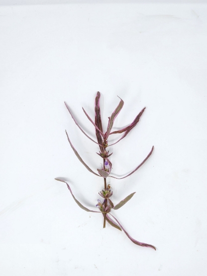 Picture of PLANT MISC: HYGROPHILA CHAI