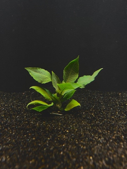 Picture of PLANT MISC: HYGROPHILA 'COMPACT'