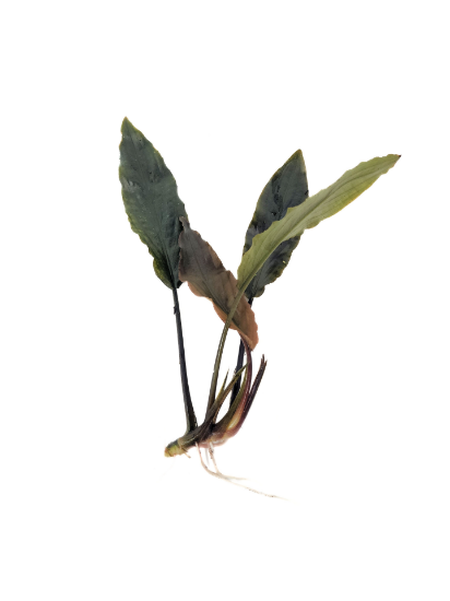 Picture of PLANT MISC: LAGENANDRA KERALENSIS