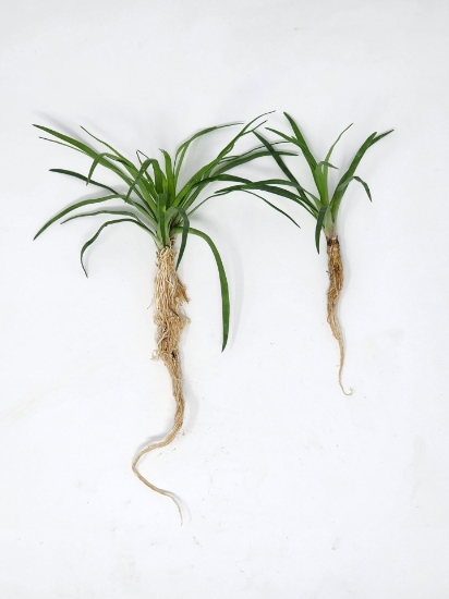 Picture of MISCELLANEOUS: ERIOCAULON VIETNAM