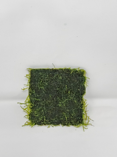 Picture of PEACOCK MOSS 3"X3"
