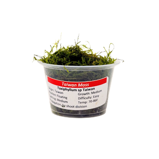 Picture of PLANT - TAIWAN MOSS PORTION