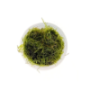 Picture of PLANT - TAIWAN MOSS PORTION