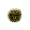 Picture of PLANT - WEEPING MOSS PORTION