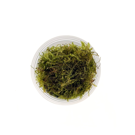 Picture of PLANT - WEEPING MOSS PORTION