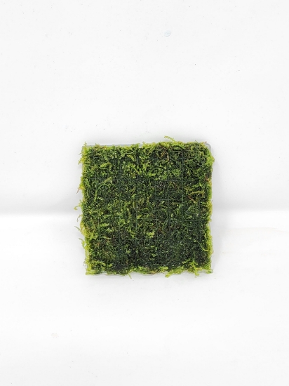 Picture of WEEPING MOSS 3"X3"