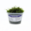 Picture of PLANT - PEACOCK MOSS PORTION