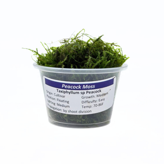 Picture of PLANT - PEACOCK MOSS PORTION