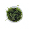 Picture of PLANT - PEACOCK MOSS PORTION