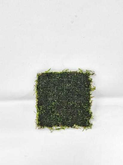 Picture of CHRISTMAS MOSS 3"X3"