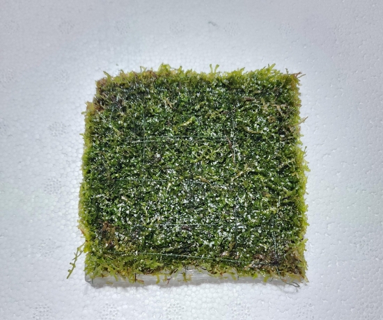 Picture of CORAL MOSS 3"X3"