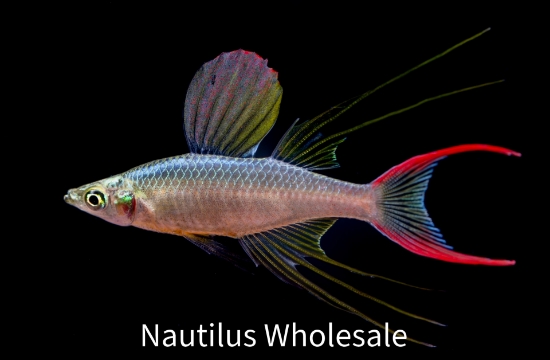Picture of RAINBOW: FEATHERFIN *ON SPECIAL*
