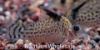 Picture of CORY: PUNCTATUS MD *8 COUNT FREE FISH*