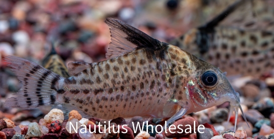 Picture of CORY: PUNCTATUS MD *8 COUNT FREE FISH*