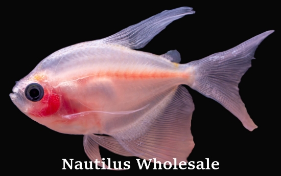 Picture of TETRA: BLUSHING WHITE L/F