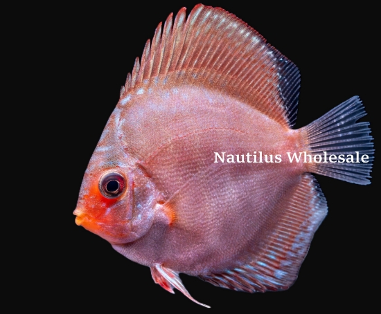 Picture of DISCUS: RED TURQUOISE 2.5"