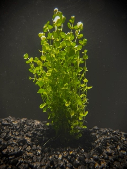 Picture of POTTED BUNCHES;BACOPA