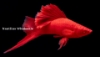 Picture of SWORD: RED FIRECRACKER