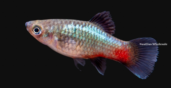 Picture of PLATY: RAINBOW