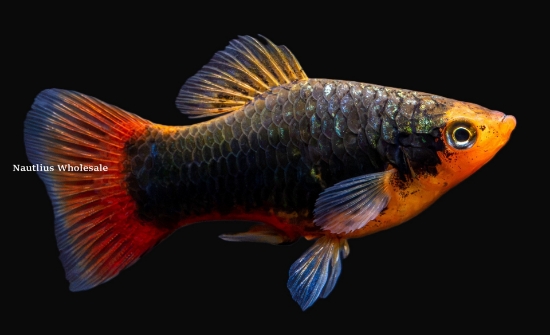 Picture of PLATY: GREEN LANTERN