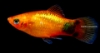 Picture of PLATY: M/M SUNSET