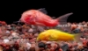 Picture of GLOFISH® CORY ASST (NO HI)   